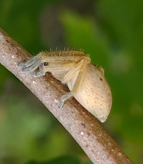Olios argelasius