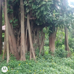 Ficus benghalensis