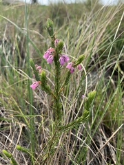 Erica cubica