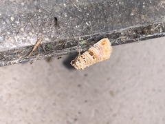 Diastema tigris