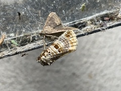Diastema tigris