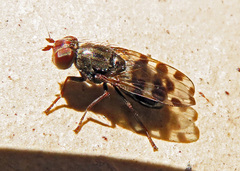 Ceroxys