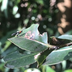 Callibracon capitator