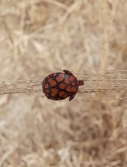 Dermacentor rhinocerinus