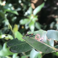 Callibracon capitator