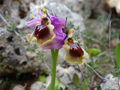 Ophrys tenthredinifera