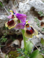 Ophrys tenthredinifera