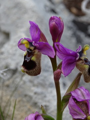 Ophrys tenthredinifera