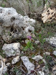 Ophrys tenthredinifera