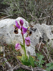 Ophrys tenthredinifera