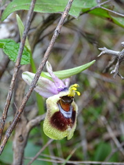Ophrys tenthredinifera