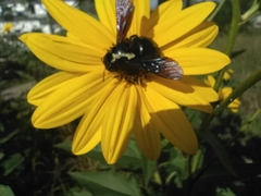Xylocopa