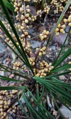Lomandra