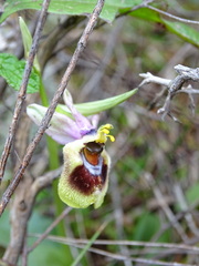 Ophrys tenthredinifera