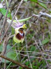 Ophrys tenthredinifera