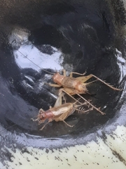 Anaxipha exigua