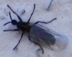 Scatopse notata
