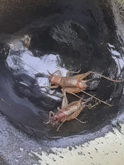 Anaxipha exigua