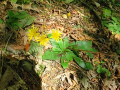 Hieracium lachenalii