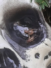 Anaxipha exigua