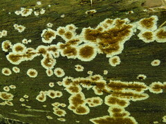 Coniophora puteana