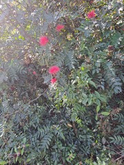 Calliandra haematocephala