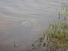 Sparganium hyperboreum