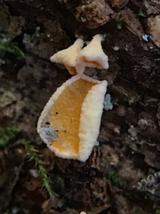 Lachnellula