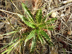 Ptilostemon casabonae
