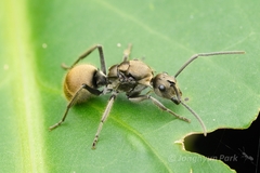 Myrma