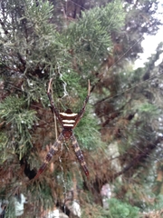 Argiope reinwardti