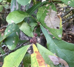 Kokkocynips difficilis