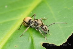 Myrma