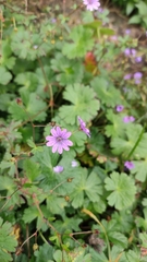 Geranium pyrenaicum