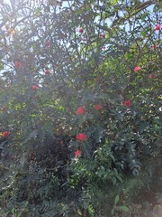Calliandra haematocephala