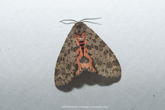 Olepa ricini