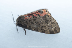 Olepa ricini