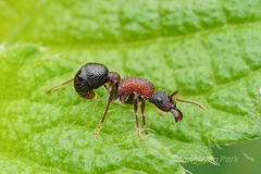 Stictoponera bicolor