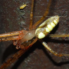 Metellina ornata