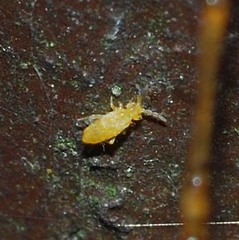 Collembola