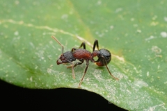 Stictoponera bicolor
