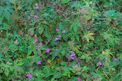 Impatiens textorii