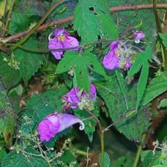 Impatiens textorii