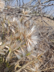 Kleinia longiflora