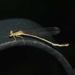 Ischnura asiatica