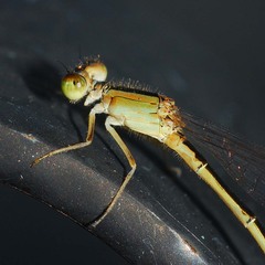 Ischnura asiatica