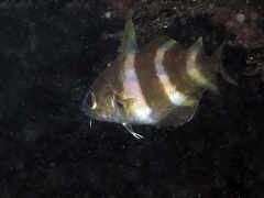 Trisopterus luscus