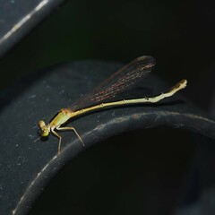 Ischnura asiatica