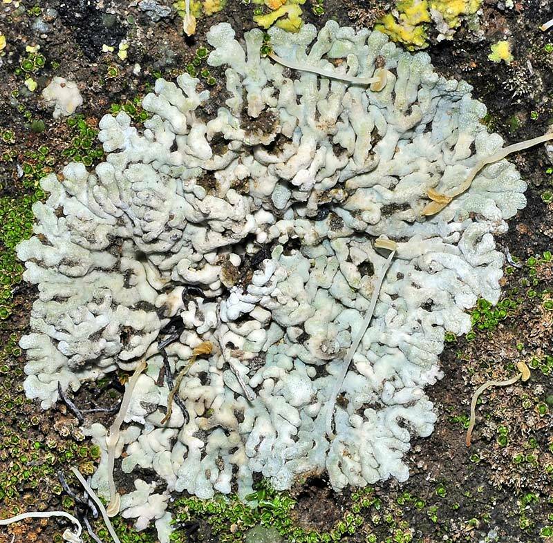 Buellia zoharyi
