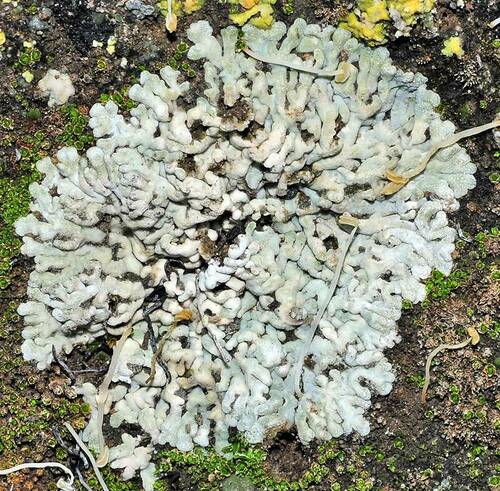 Representative image of Buellia zoharyi